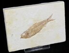 Bargain Knightia Fossil Fish - Wyoming #27654-1